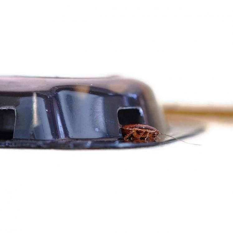 Trappola Nido Esca Gel Per Scarafaggi Blatte Insetti Insetticida Conf. 2 Pezzi