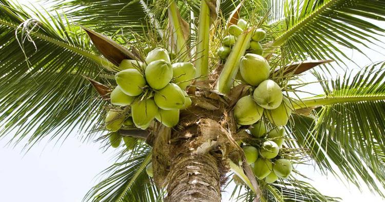 Face Complex Olio Solare Spray Super Abbronzante ( Al Cocco ) Viso Corpo 250Ml