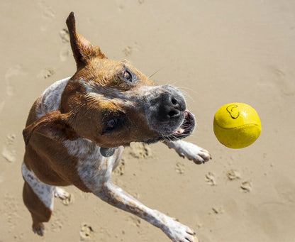 Waboba - Woofgames, Set di giocattoli per cani 3 in 1 - Disco volante Jetwag, Frisbee in gomma + 1 Pallone iper rimbalzo + Palla da riporto Tailwind - Giocattolo all'aria aperta ad alte prestazioni Original
